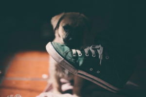 Welpenhund, der einen Schuh riecht Welpenhund, der einen Schuh riecht